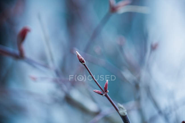 Leafless branch with spring buds — Stock Photo