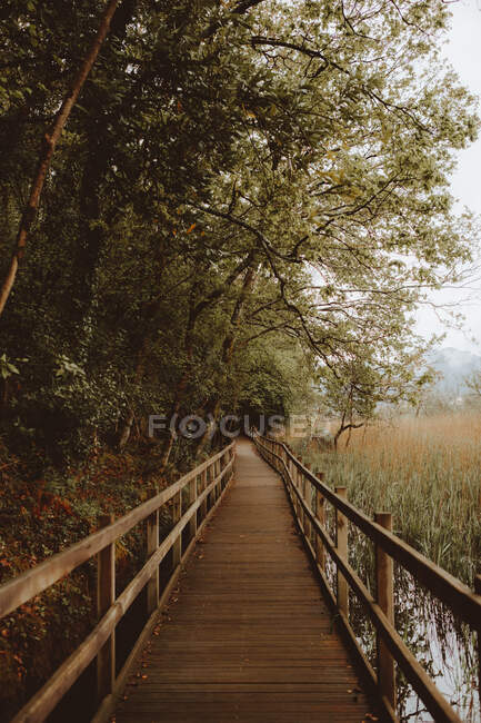 Passerella pavimentata nel verde della foresta — Foto stock