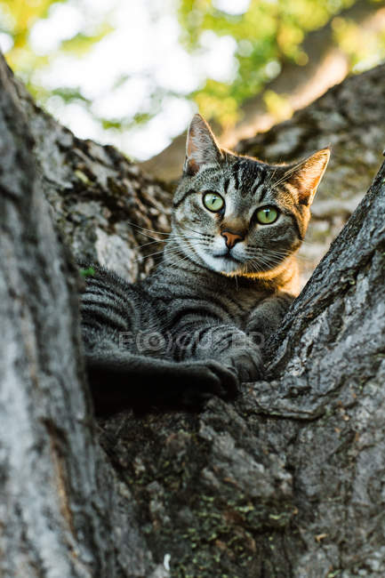 Stripped cat lying on tree in nature — Stock Photo