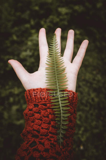 Mão em vermelho segurando pequeno samambaia em névoa — Fotografia de Stock