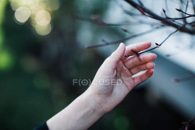 Mano umana toccare ramo senza foglie — Foto stock