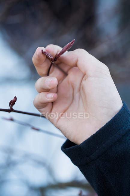 Mão humana tocando ramo sem folhas — Fotografia de Stock