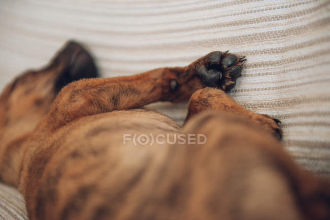 Lindo marrón cachorro durmiendo en sofá - foto de stock