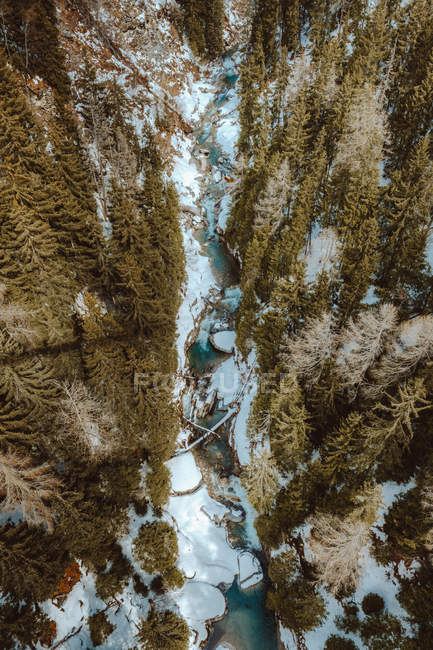 Small river flowing through fir trees — Stock Photo