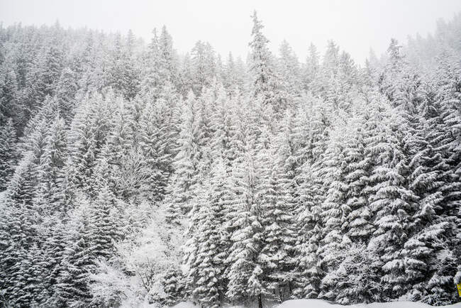 Pinheiros nevados paisagem de neve. — Fotografia de Stock