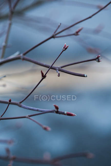 Leafless branches with spring buds — Stock Photo