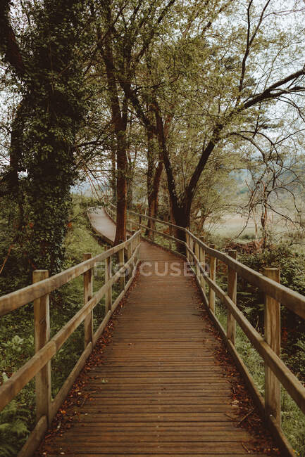 Long walkway paved with wood panels among lush green trees in forest of Bizkaia — Stock Photo