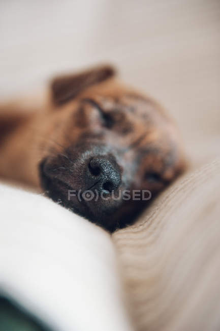 Muzzle of puppy sleeping on couch — Stock Photo