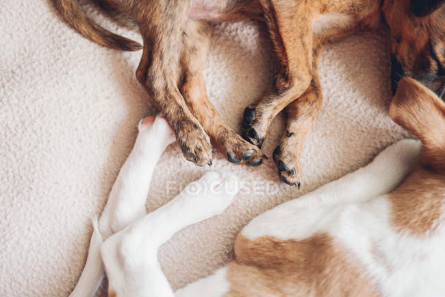 Paws of sleeping puppies — Stock Photo