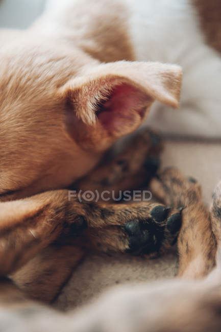 Muzzle and paws of sleeping puppies — Stock Photo