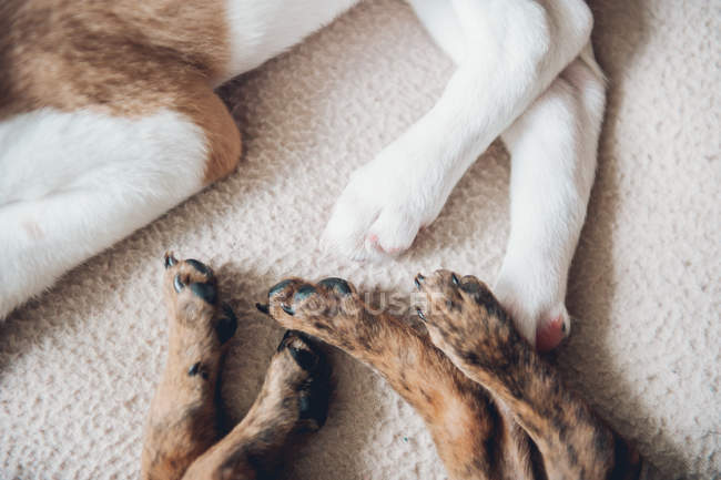 Paws of sleeping puppies on blanket — Stock Photo