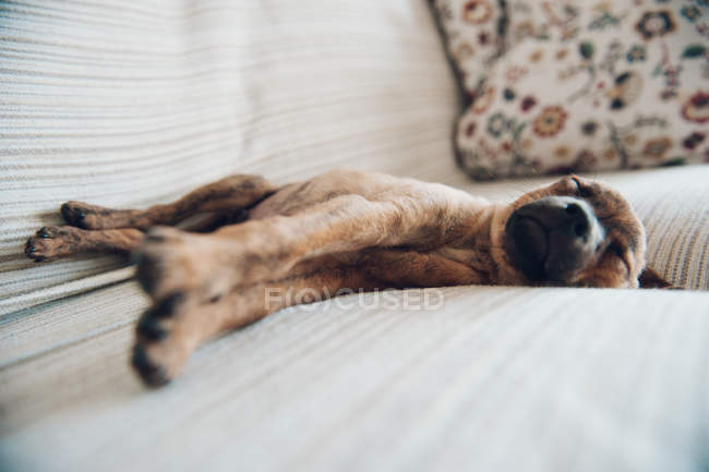 Little puppy sleeping peacefully on sofa — Stock Photo