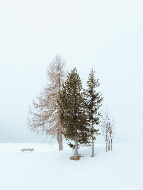 Los árboles pequeños en invierno - foto de stock