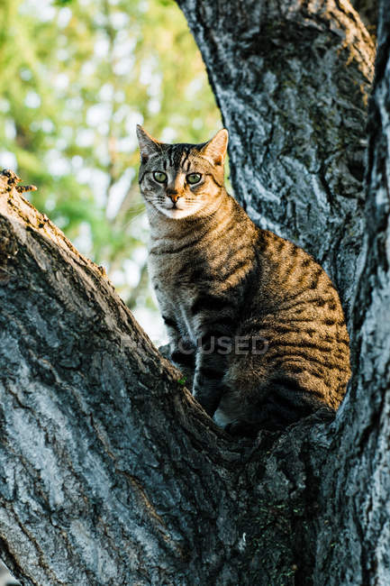 Gato a rayas sentado en el árbol y mirando a la cámara - foto de stock