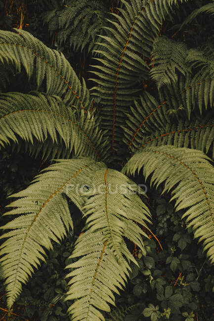 Dall'alto sparo di bel cespuglio di felce verde con fogliame lussureggiante che cresce nella foresta di Bizkaia — Foto stock
