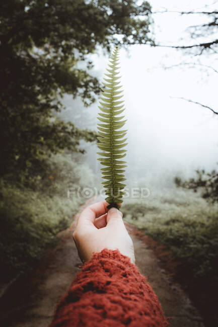 Mano raccolto in maglione rosso mostrando sottile foglia di felce verde sullo sfondo della strada vuota nella foresta nebbiosa — Foto stock
