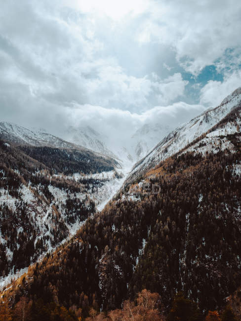 Вечнозеленые леса и горы, покрытые снегом — стоковое фото
