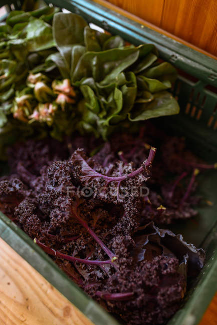 Boîte avec salade différente — Photo de stock