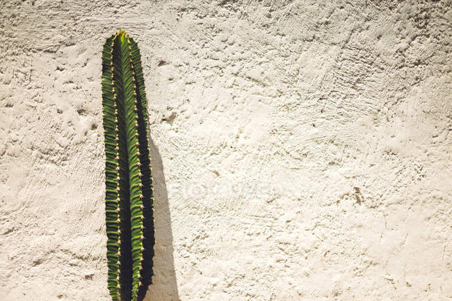 Green mexican cactus growing against plaster wall — Stock Photo