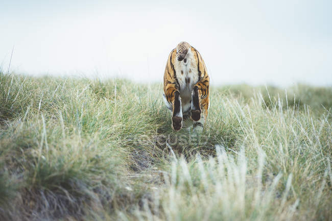 Тигр біжить у зеленій траві в природі — стокове фото