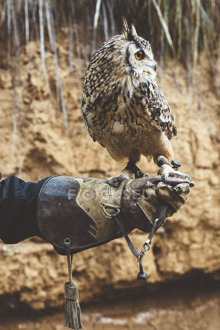 Owl standing on hand wearing glove in nature — Stock Photo
