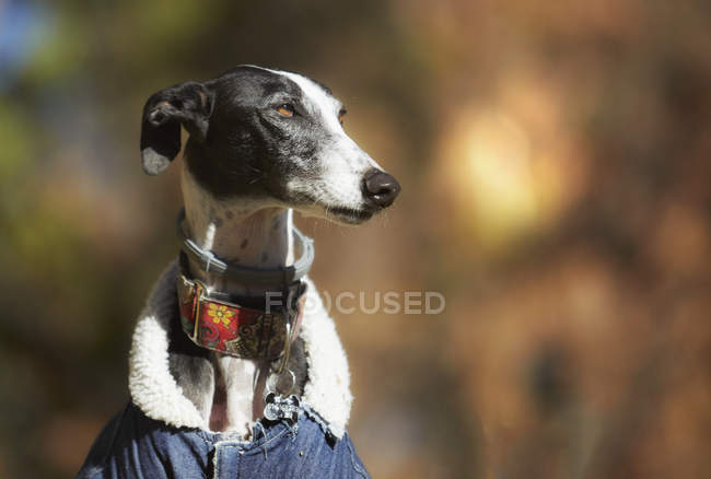 Black-white galgo in warm denim jacket and collar sitting in blurred autumn park — Stock Photo
