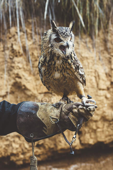 Coruja de pé na mão usando luva na natureza — Fotografia de Stock