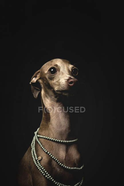 Мало Італійська хорт собака носіння намиста з бісеру на чорному тлі — стокове фото