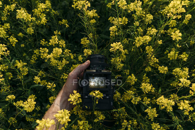 Крупным планом человеческая рука фотографирует желтые цветы в природе — стоковое фото