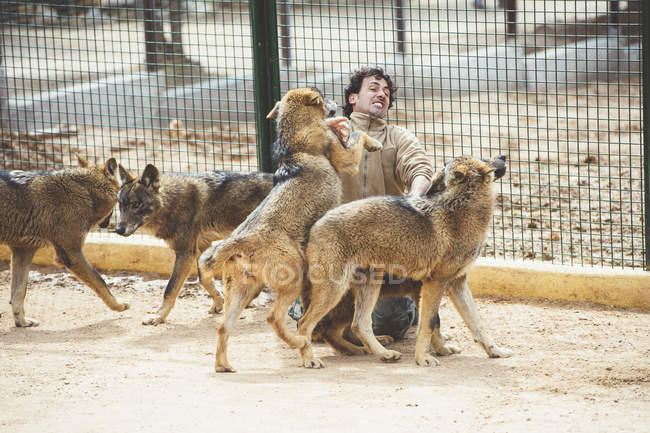 Mann kämpft mit Wölfen im Käfig im Zoo — Stockfoto