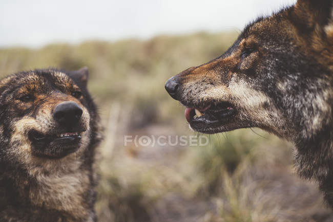 Dois lobos rugindo um sobre o outro na natureza — Fotografia de Stock