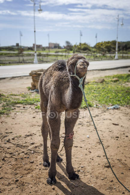 Camello de pie con cuerda, Tanger, Marruecos - foto de stock
