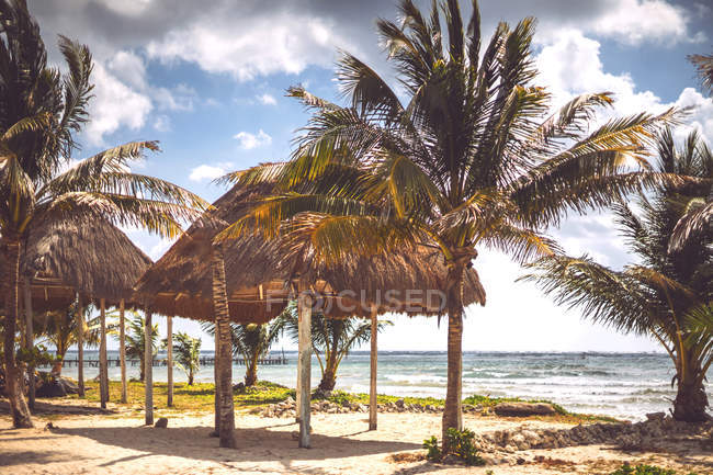 Пальмы растут на морском побережье с облачным небом, Мексика — стоковое фото