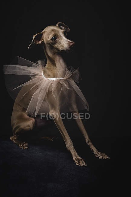 Італійська хорт собака з вуаллю на чорному фоні — стокове фото