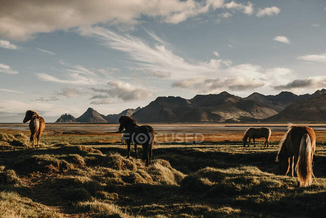 Mandria di cavalli di castagno che pascolano sul prato in collina. — Foto stock