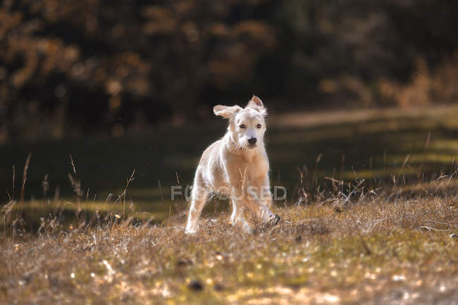 Curious breed golden retriever puppy running in park — Stock Photo