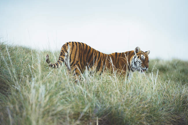 Тигр стоїть в зеленій траві в природі — стокове фото