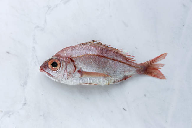 Peixe-dourado vermelho cru em mármore branco — Fotografia de Stock