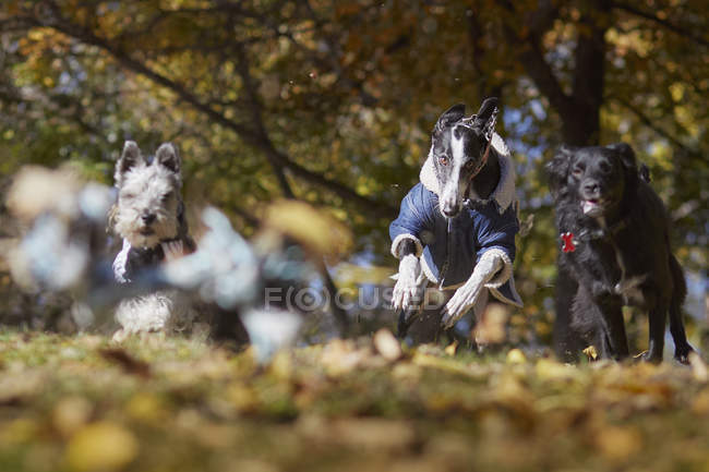Perros activos corriendo en el parque de otoño - foto de stock