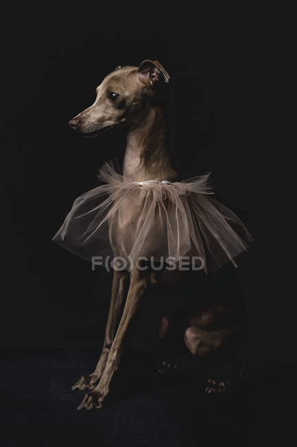 Italian greyhound dog with veil on black background — Stock Photo