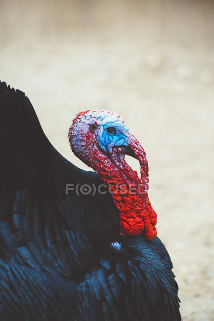Primer plano de pavo negro emplumado con la cabeza colorida - foto de stock