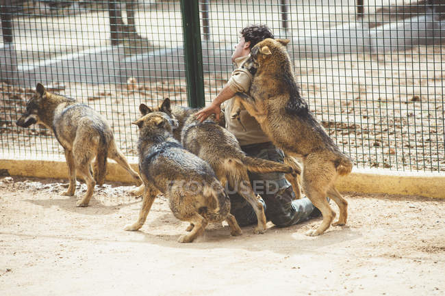 Man struggling with wolves in cage in zoo — Stock Photo
