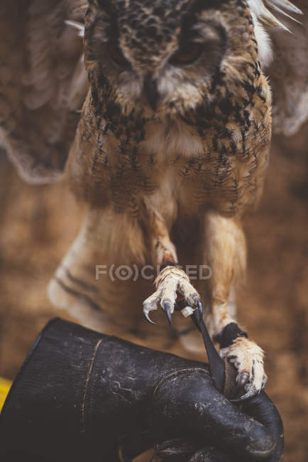 Owl sitting on leather glove of owner in nature — Stock Photo