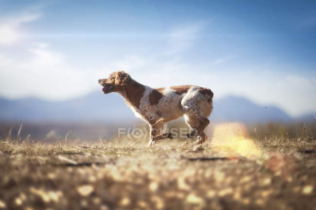Маленькая собака бегает по осеннему лугу — стоковое фото