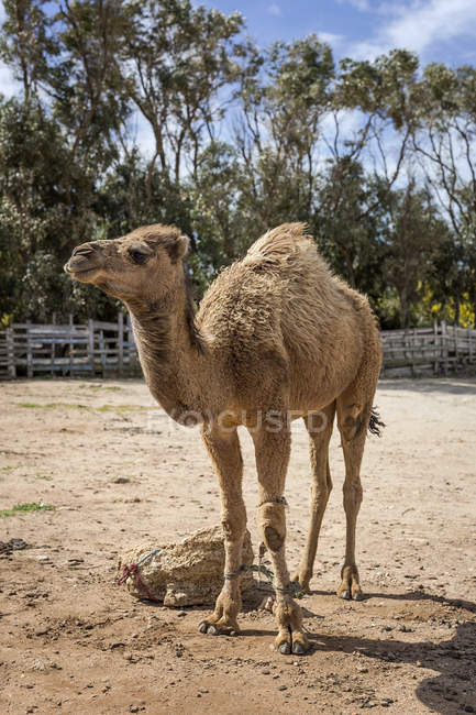 Camello de pie y mirando hacia los lados, Tanger, Marruecos - foto de stock