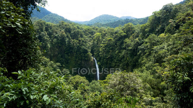 Lush green ravine with waterfall — Stock Photo