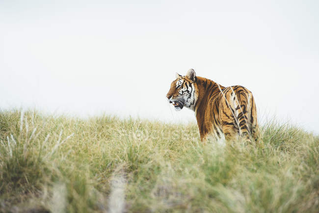 Тигр стоит в зеленой траве на природе и смотрит в сторону — стоковое фото