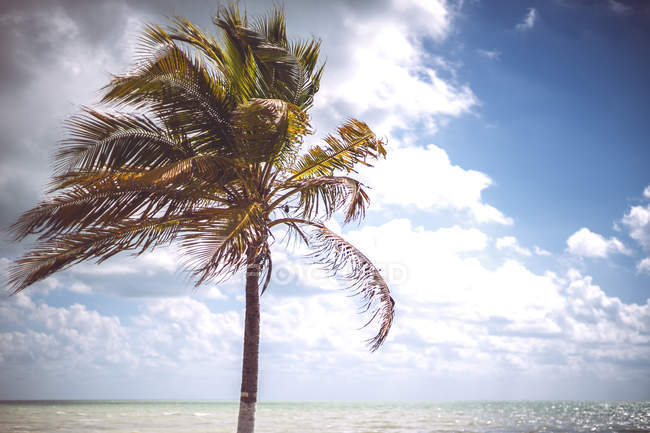Palm growing on shore on Caribbean sea, Mexico — Stock Photo