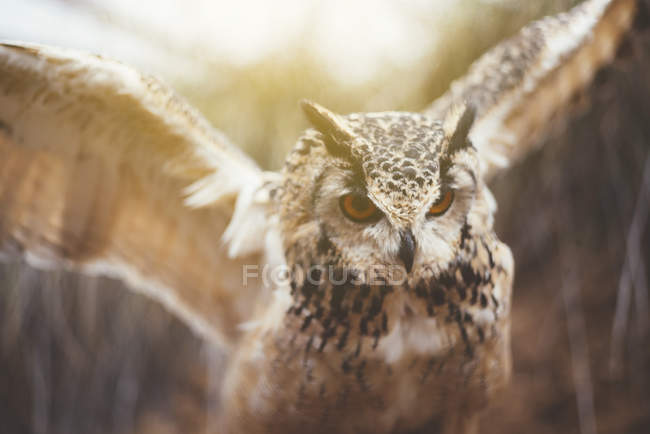 Close-up of owl spreading the wings in nature — Stock Photo