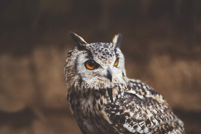 Close-up of brown Owl sitting and looking away — Stock Photo